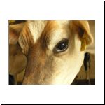 cowportrait_01.jpg