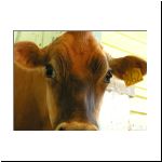 cowportrait_03.jpg