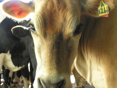 cowportrait_04.jpg<BR>